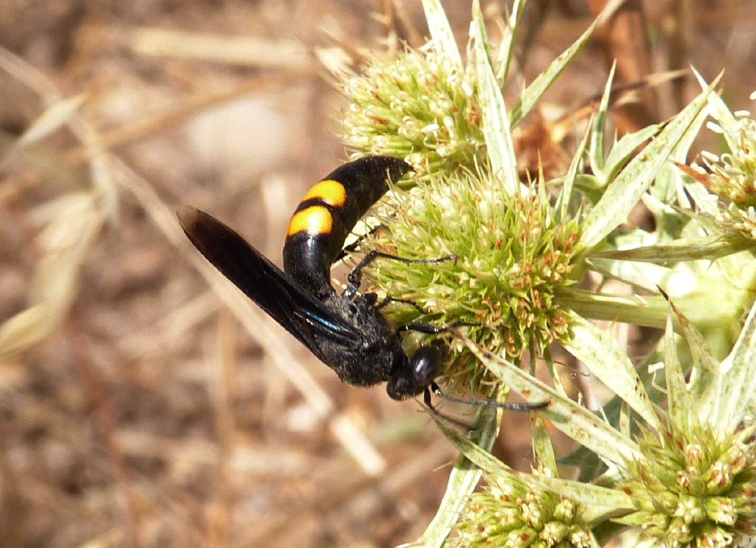 Scolie vere e scolie finte (Stizoides tridentatus)